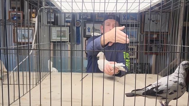 #голуби О том как правильно выставлять голубей на выставках # иммиграция # США смотреть онлайн