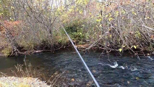 Рыбалка на Хариуса/КЛЮЧ-Сухой./Через Конопляное поле за МАТЕРЫМИ КАБАНЧИКАМИ. смотреть онлайн