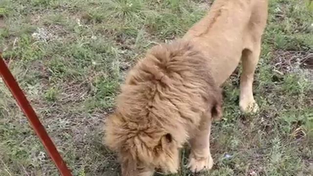 Самый "свой" со всеми) Приветики Малышу! Тайган. The most "own" with everyone) Hello, Baby! Taigan. смотреть онлайн