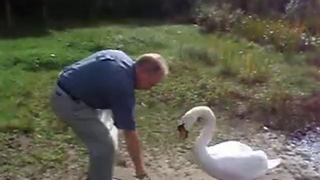 Кормление лебедя / Feeding The Swans