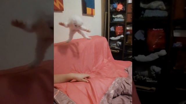Полёт котёнка. смотреть онлайн