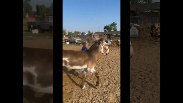 ОСЛИК ГИГАНТ смотреть онлайн