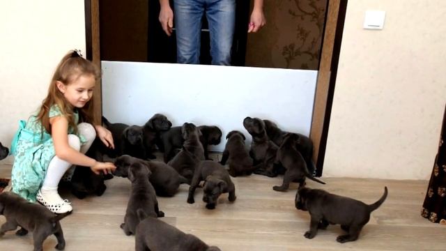 Мужчина думал, что собака родила обычных щенков, но приглядевший, он опешил! смотреть онлайн