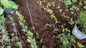 Черенкование тимьяна(чебрец).