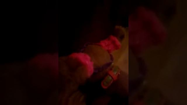 The Dog Collection-В поисках еды #ДеньБеаты смотреть онлайн
