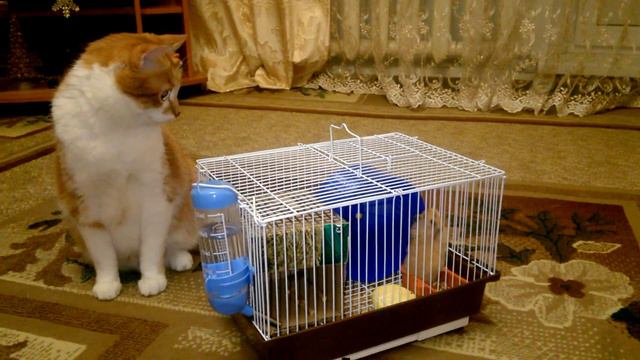 хомяк и ревнивый кот
