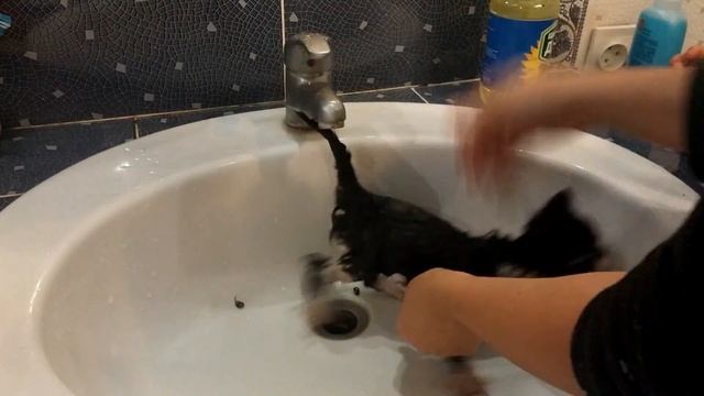 Котенок застрял в липучке от мышей. смотреть онлайн