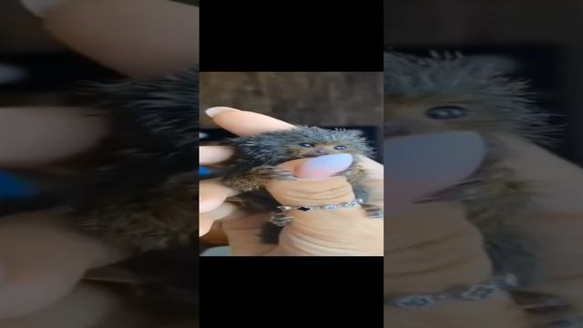 милота смотреть онлайн