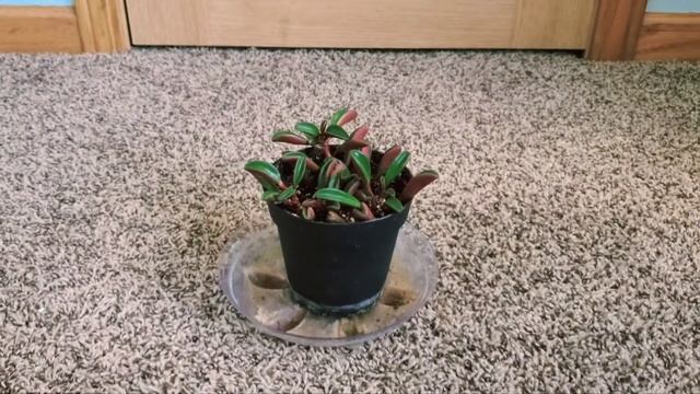 Peperomia Graveolens Or Ruby Glow Part 001 | Plant Vlog 208