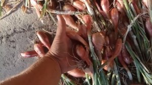 ЛУК семейный ШАЛОТ Сорокозубка Острогожский Банан. Урожай 2020.07.02