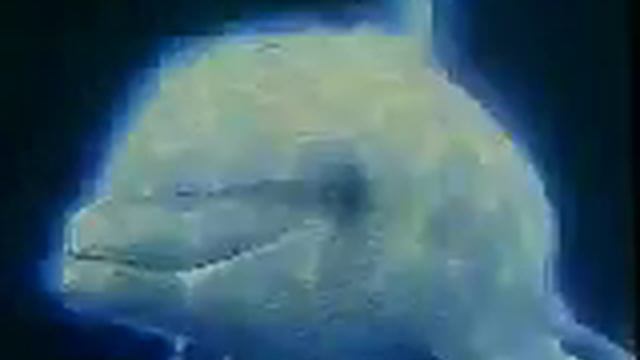 Dolphin Love Bliss смотреть онлайн