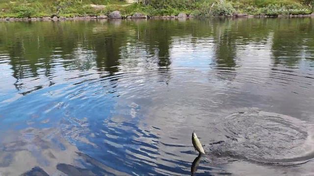 Сезон рыбака на Кольском/Официальное заявление от Игоря/Кумжа на мормышку / Сиг / Окунь / Хариус смотреть онлайн