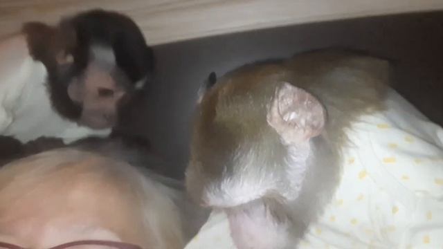 Пример для подражания, самые воспитанные обезьянки #monkey #обезьяна #дикиеживотные смотреть онлайн