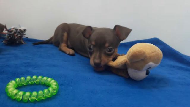 щенок той терьера смотреть онлайн