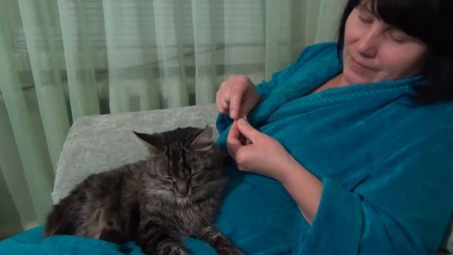 Кот любитель семечек. Cat lover seeds. смотреть онлайн