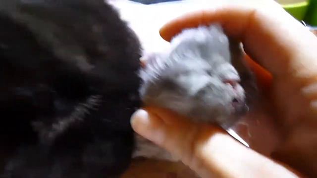 Petunia's 1 Day Old Persian Kittens - BiColors/Lilac or Blue/Black смотреть онлайн