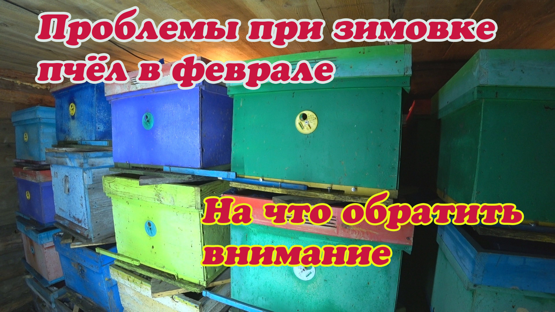 ЗИМОВКА ПЧЁЛ В ФЕВРАЛЕ, ПЧЕЛОВОД СДЕЛАЙ ЭТО И БУДЬ СПОКОЕН ДО ВЫСТАВКИ ПЧЁЛ В МАРТЕ. смотреть онлайн