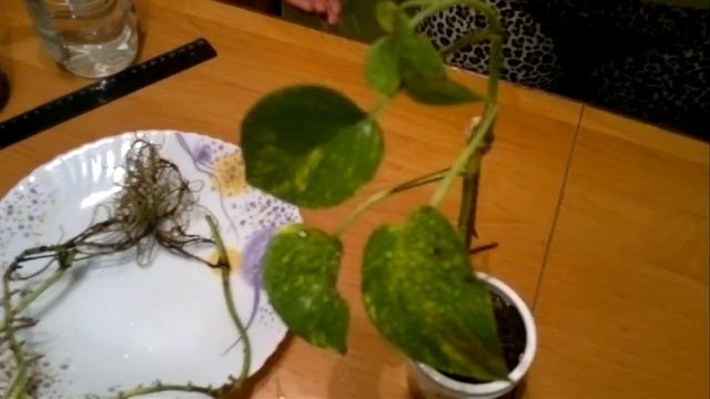 Идеальное комнатное растение - Сциндапсус Золотистый Golden Scindapsus. Уход и размножение.