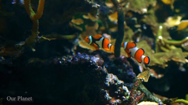 Расслабляющая музыка, чтобы успокоиться, перестать думать 🌿 Убрать внутреннюю грусть #9 смотреть онлайн