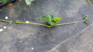 Мужские и женские кусты клубники. Правда или миф.?