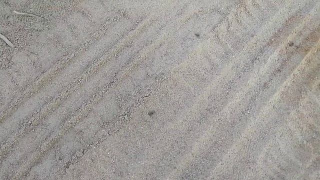 Лет маток Lasius niger на востоке Москвы (16 июля 2021 г.) смотреть онлайн