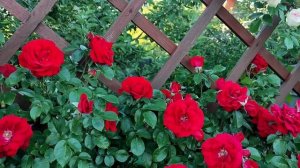 РОЗА АМАДЕУС (Amadeus)(W.Kordes, 2003)(Плетистая роза)