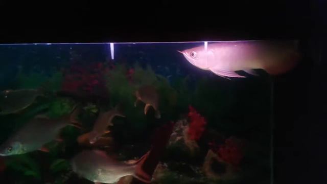 My Arowana Community смотреть онлайн
