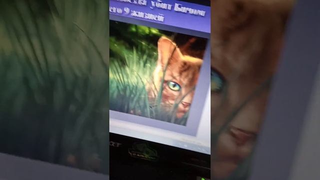 смерти моих любимых персонажей коты воители 5 и 1 цикл смотреть онлайн