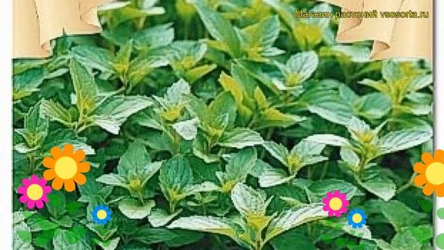 Мята курчавая Капуцин. Краткий обзор, описание характеристик, где купить семена смотреть онлайн