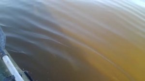 Енотаевские хроники. Рыбалка в Астраханской области на реке Енотаевка. Трофейные сазаны. Часть 3.