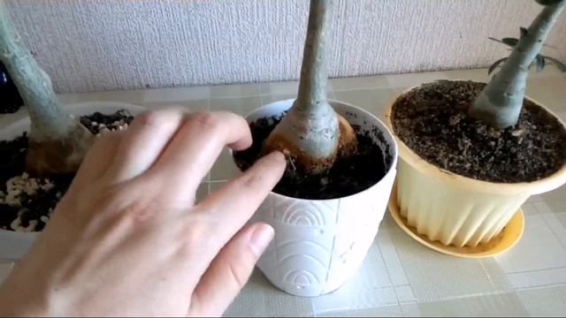 Адениум микс смотреть онлайн