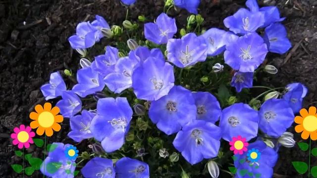 Колокольчик карпатский Pearl Deep Blue. Краткий обзор, описание характеристик, где купить саженцы смотреть онлайн