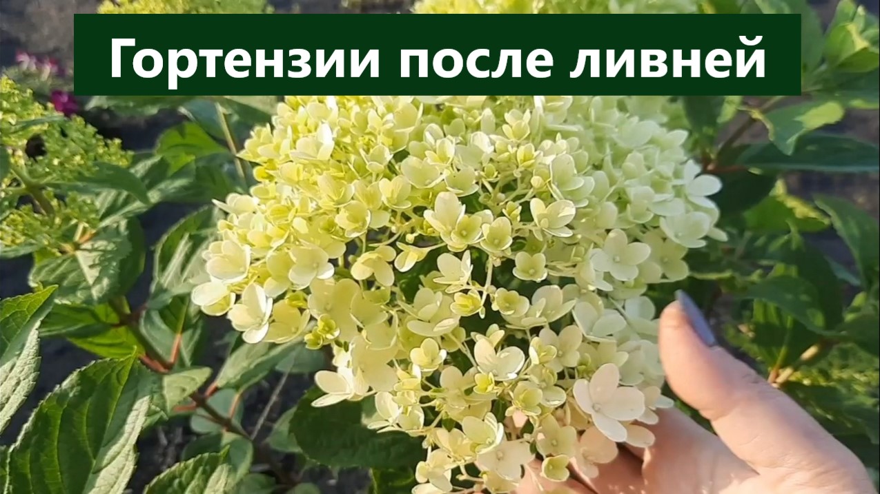 Гортензии после шквалистого ливня. Обзор гортензий на конец июля. смотреть онлайн
