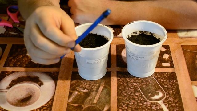 Посев семян острого перца Lemon Drop - 5 место смотреть онлайн