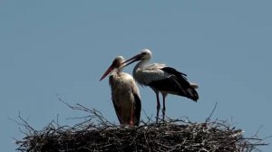 Аист на крыше.