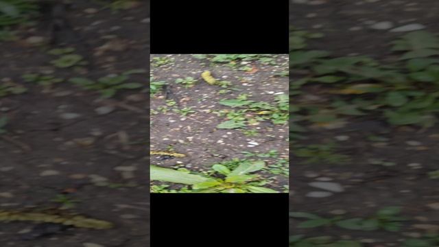 VID_20230421_075938.mp4 смотреть онлайн