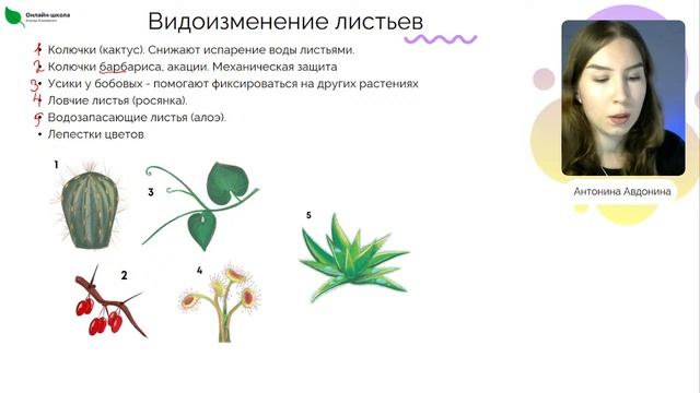 День 3. Видоизмененные органы растений и практика – Марафон «Растения – и точка» | ОГЭ 2023 смотреть онлайн