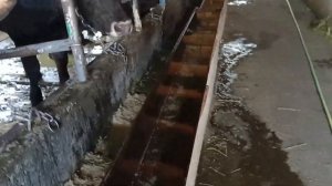 Поилка для крс