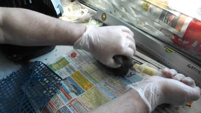 «Пискун» 2. Кормление птенца голубя со шприца с соской... смотреть онлайн