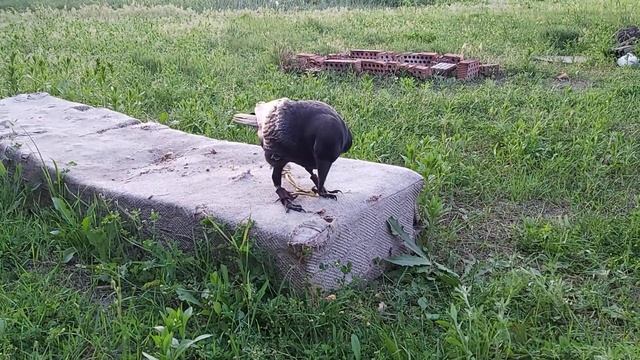 Ворон КРУК Варя ??? Проводит мастер - класс по разборке дивана ?????? смотреть онлайн