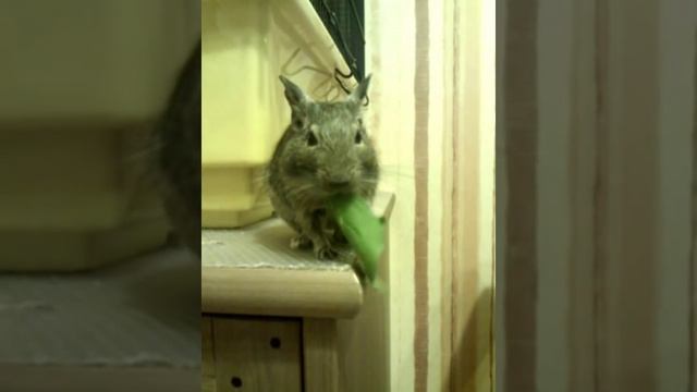 дегу Сверчок кушает травинку смотреть онлайн