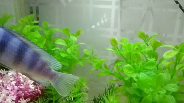 Angry fish / kenyi cichlid / maylandia lombardoi смотреть онлайн