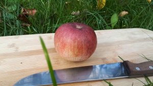 Яблоня Солнышко. Поздний осенний срок созревания, устойчива к парше.