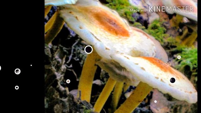 Cacería fotográfica: Funghi world. Parte 1 смотреть онлайн