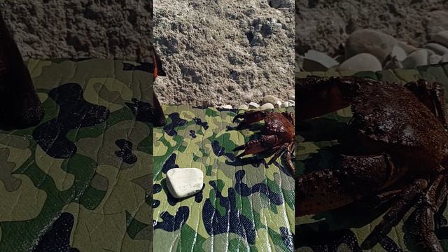 Знакомство с крабом смотреть онлайн