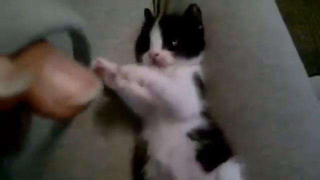 Котенок психует смотреть онлайн