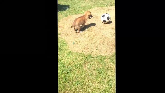 crazy dog смотреть онлайн