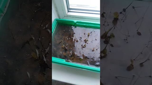 Нимфея из семян смотреть онлайн