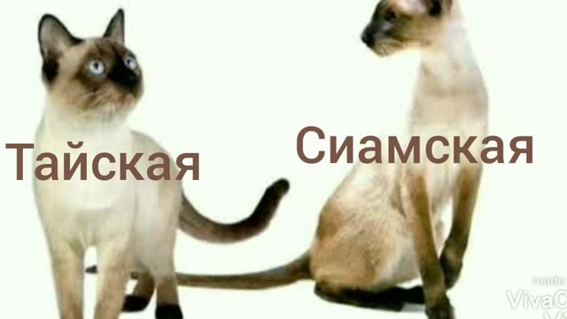 Как отличить Сиамскую кошку от Тайской? смотреть онлайн