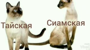 Как отличить Сиамскую кошку от Тайской?